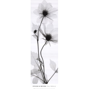 Tall Vertical Wall Art Wayfair Tall Dahlia By Steven N Meyers Photographic Print