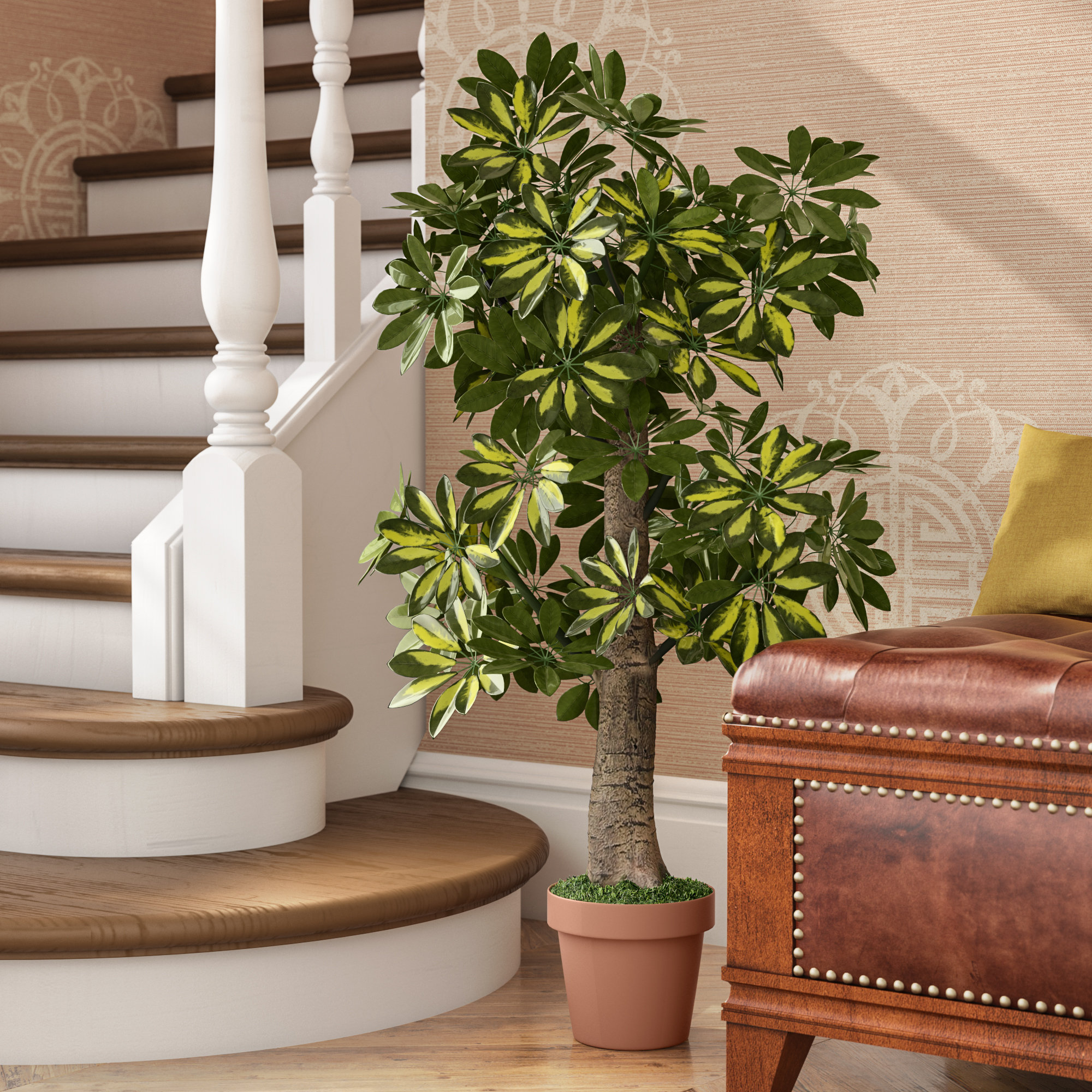 Fleur De Lis Living Schefflera Tree With Pot Reviews Wayfair