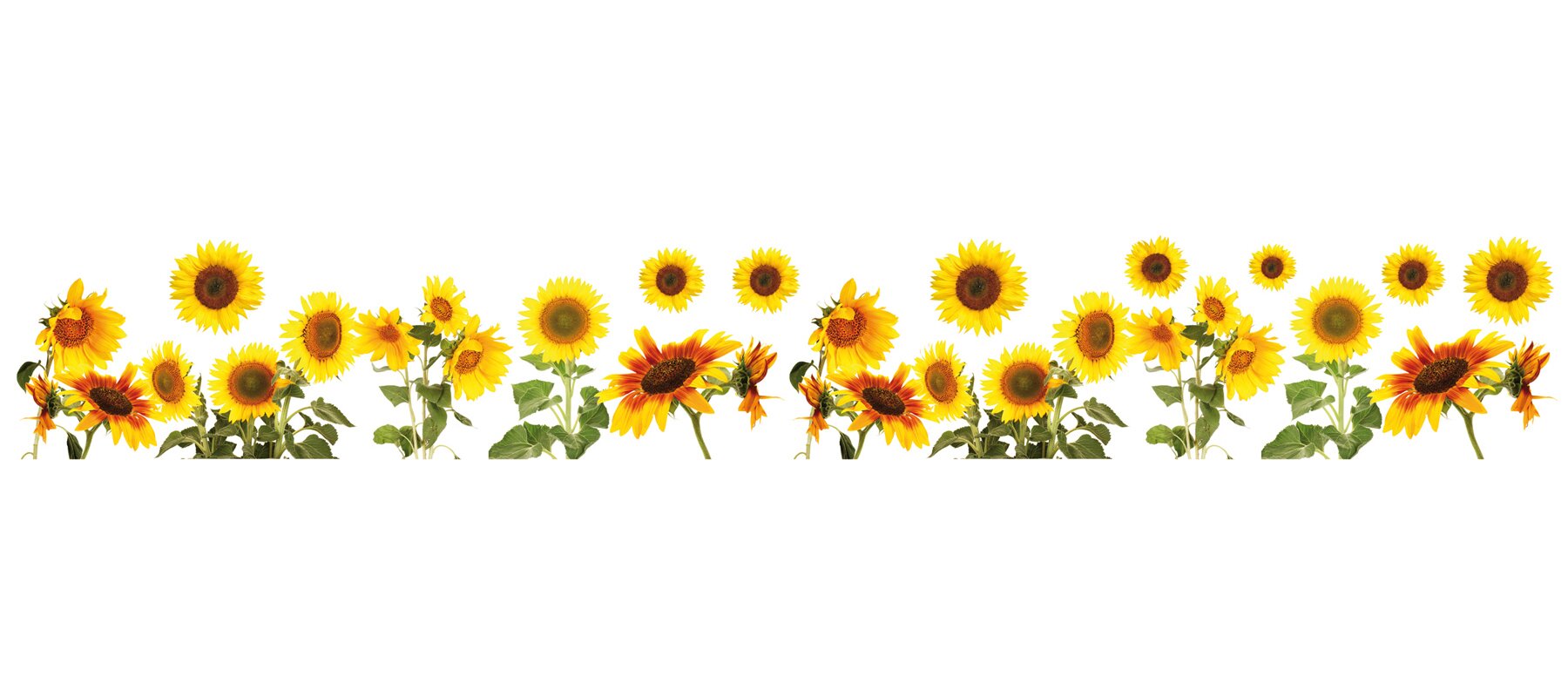 Sunflowers+Border+Wall+Decal