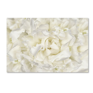 White Peony Flower by Cora Niele Photographic Print on Wrapped Canvas