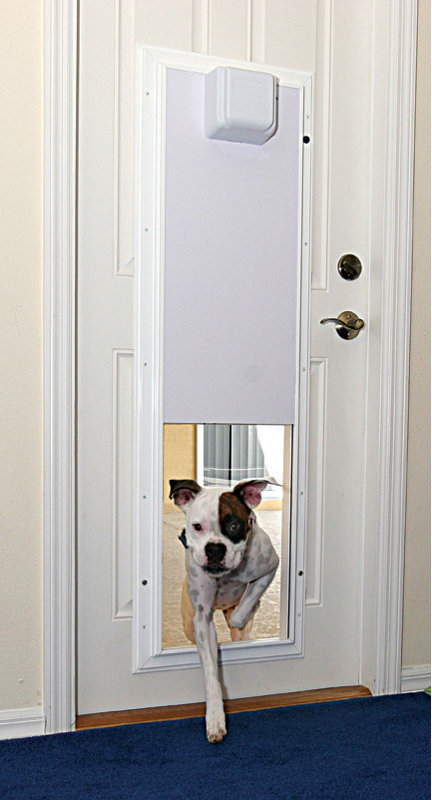 electronic pet door through performance electronic pet door wall mount plexidor wayfair electronic pet door through performance electronic pet door wall mount plexidor wayfair
