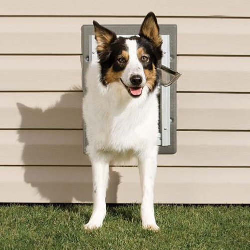 PetSafe® Wall Entry Pet Door & Reviews Wayfair