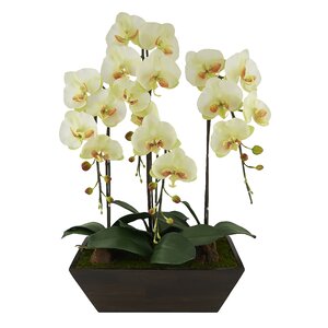 Phalaenopsis Orchids Floral Arrangement in Pot