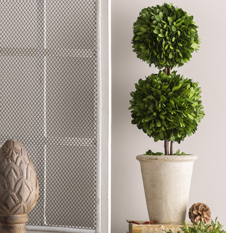 Preserved Boxwood Double Ball Topiary in Pot & Reviews Birch Lane