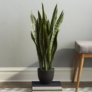 Sycamore Faux Sansevieria Floor Plant in Pot