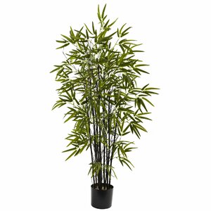 Black Bamboo Tree in Pot