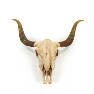 Skull Wall Decor Wayfair Bull Skull Wall Décor