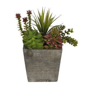 Succulent Desk Top Plant in Planter