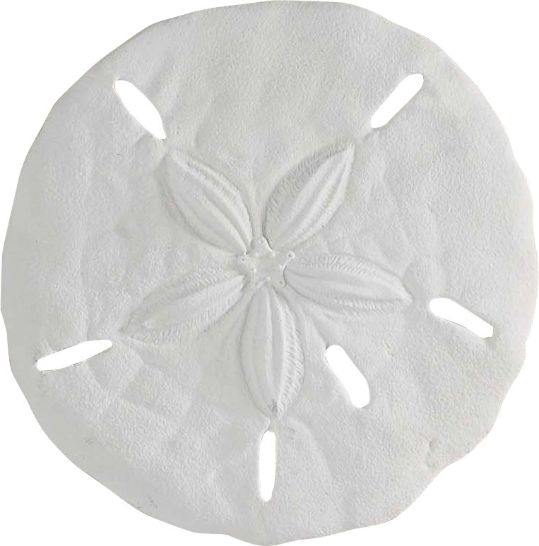 Beachcrest Home Sand Dollar Wall Décor & Reviews | Wayfair