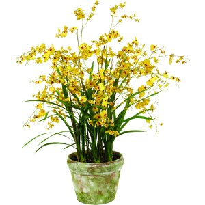 Orchid Floral Arrangement Plant in Pot