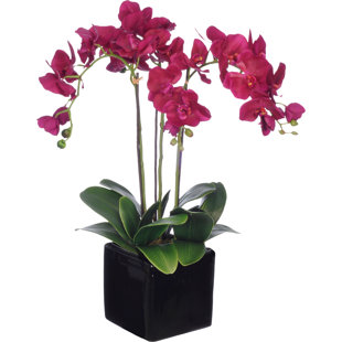Faux Purple Orchids Wayfair Faux Dark Purple Phalaenopsis Orchid