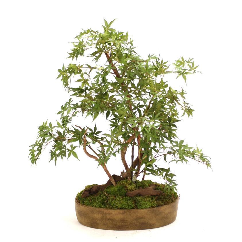 Distinctive Designs Silk Japanese Bonsai Tree Desk Top Plant in Tray