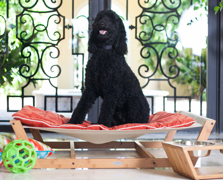 Pet Furniture You'll Love Wayfair