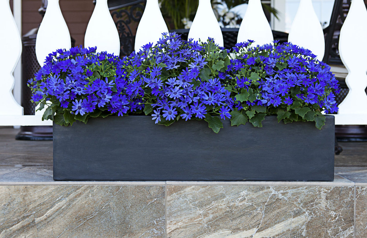 Amedeo Design Modern Resin Stone Window Box Planter & Reviews Wayfair