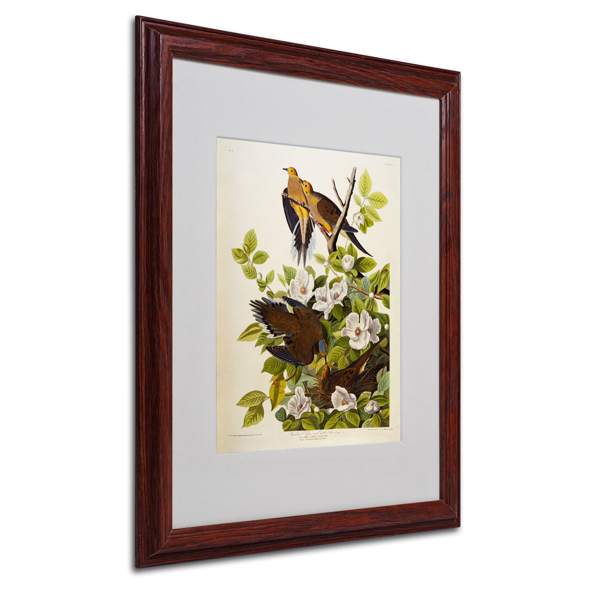 Trademark Art "Carolina Turtledove" by John James Audubon Framed