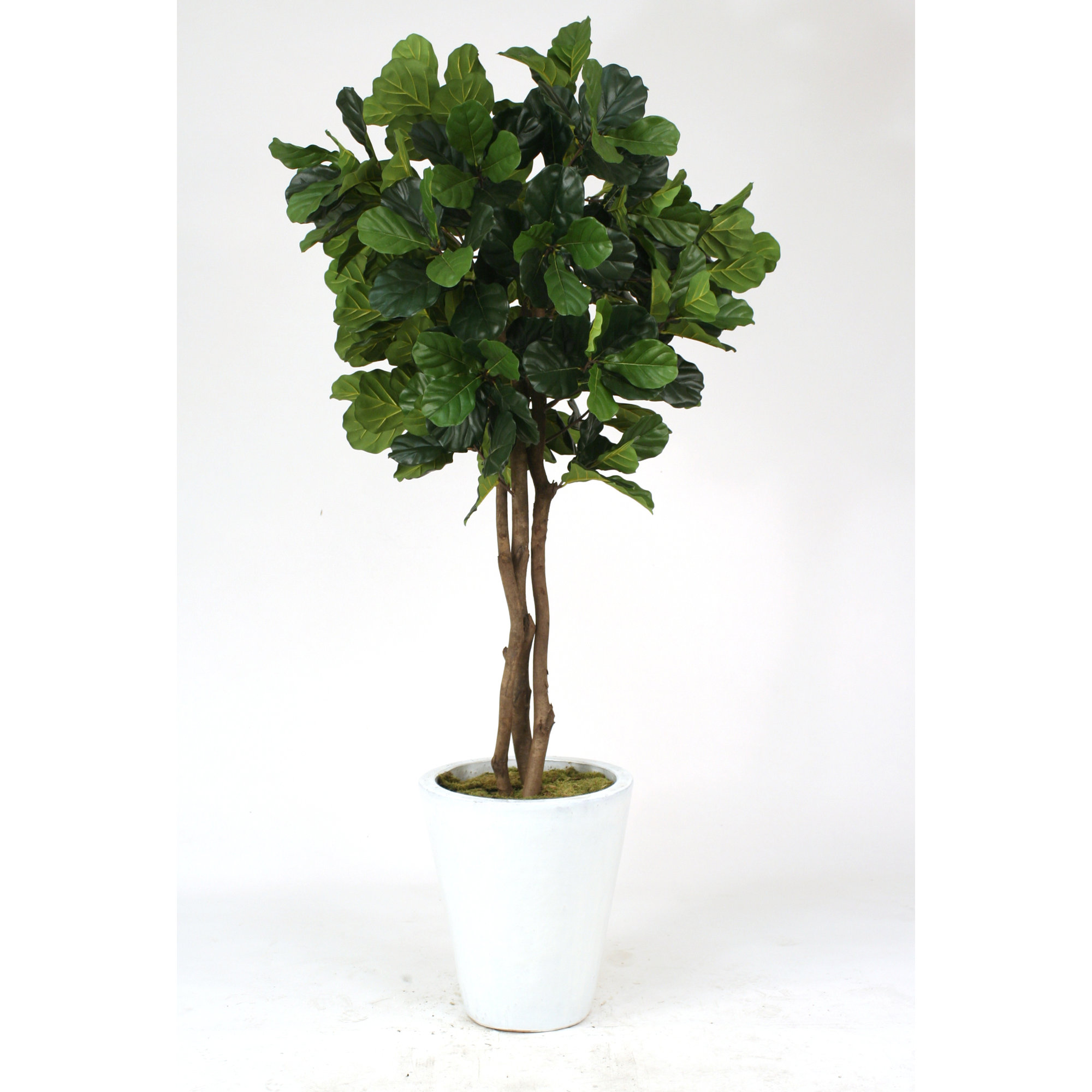 Distinctive Designs Fiddle Leaf Fig Tree in Pot & Reviews Wayfair.ca