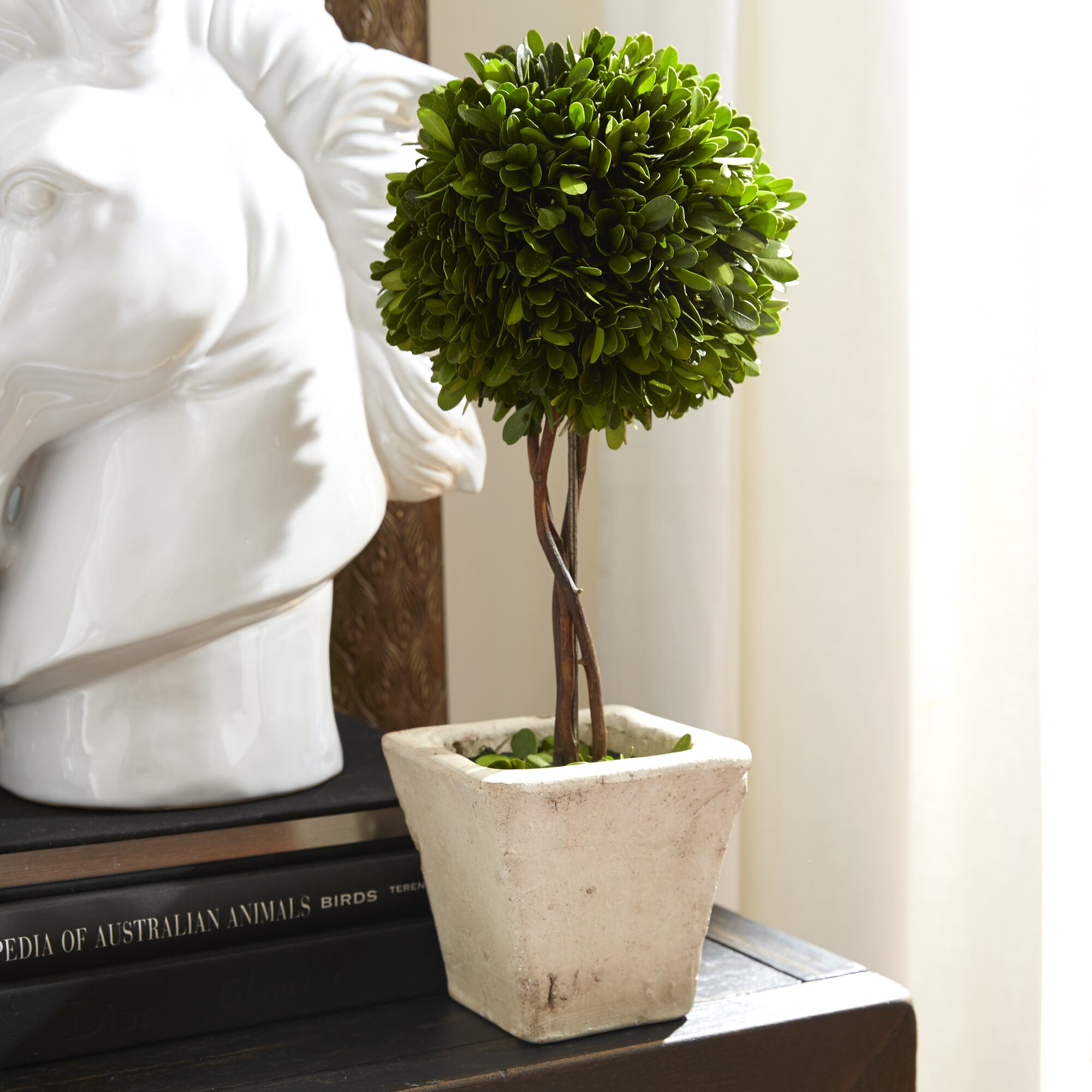 Lark Manor Boxwood Topiary in Pot & Reviews | Wayfair