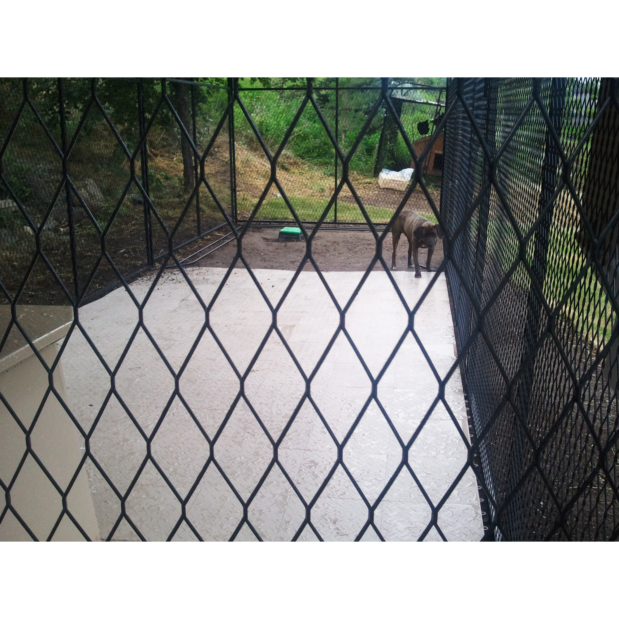 K9 Kennel Ultimate Expanded Metal Yard Kennel & Reviews Wayfair