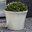 Campania International Planters You'll Love | Wayfair