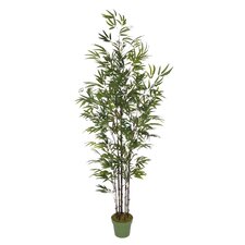 Indoor Bamboo Plants You'll Love | Wayfair