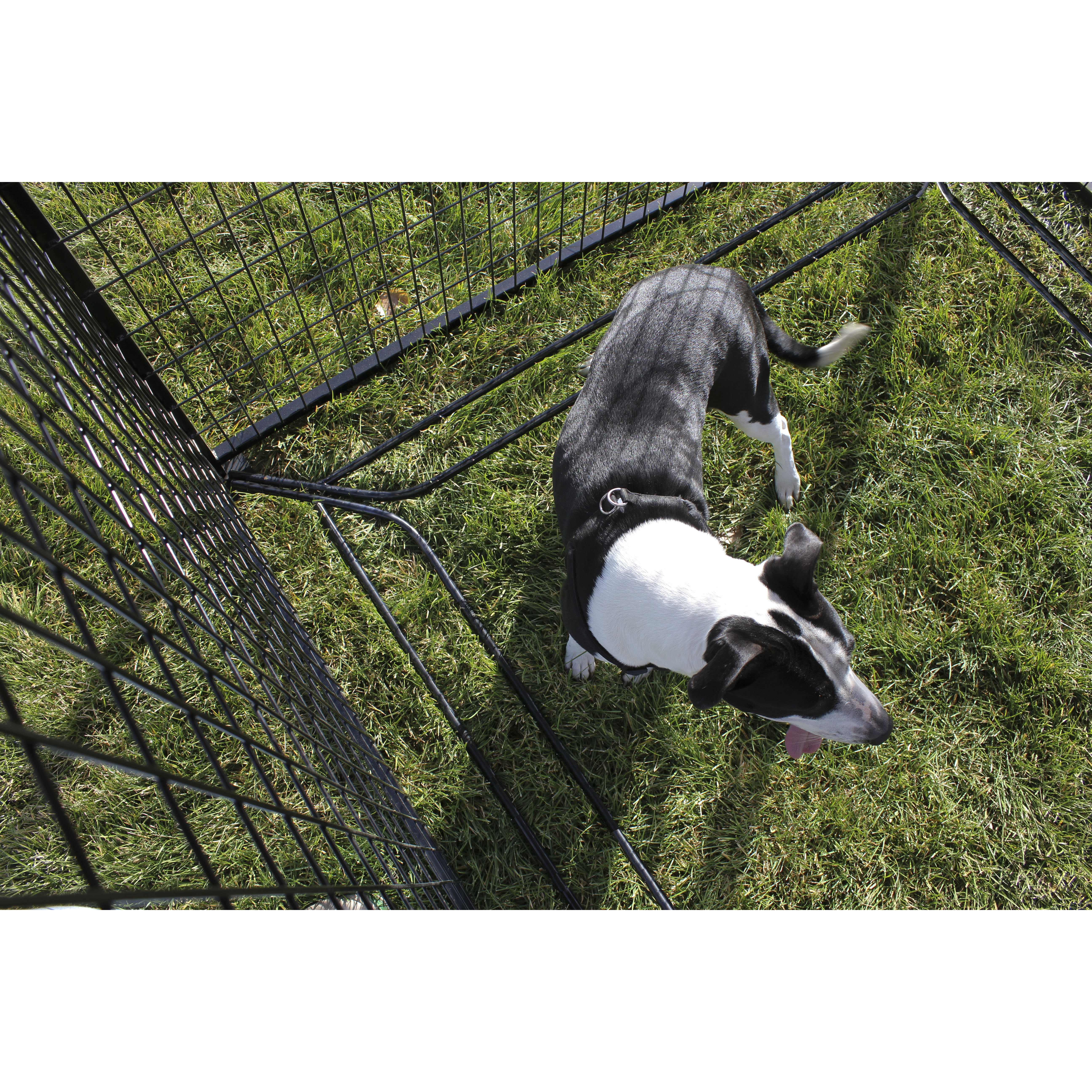 K9 Kennel Modular Complete Welded Wire Steel Yard Kennel & Reviews