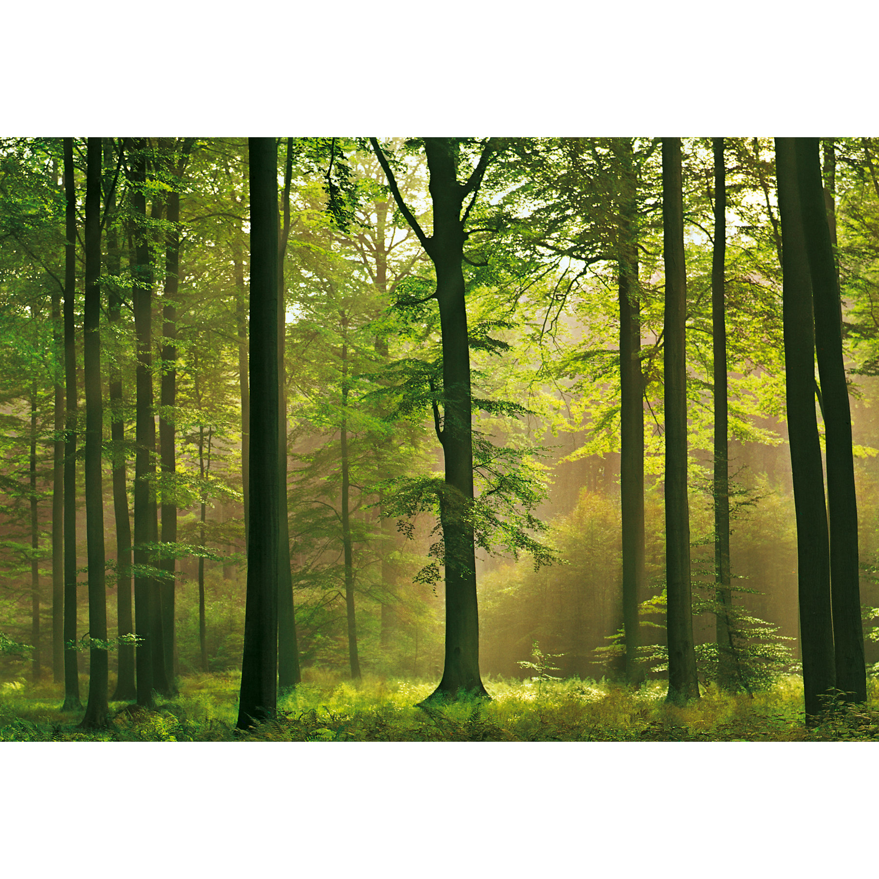 Forest trade
