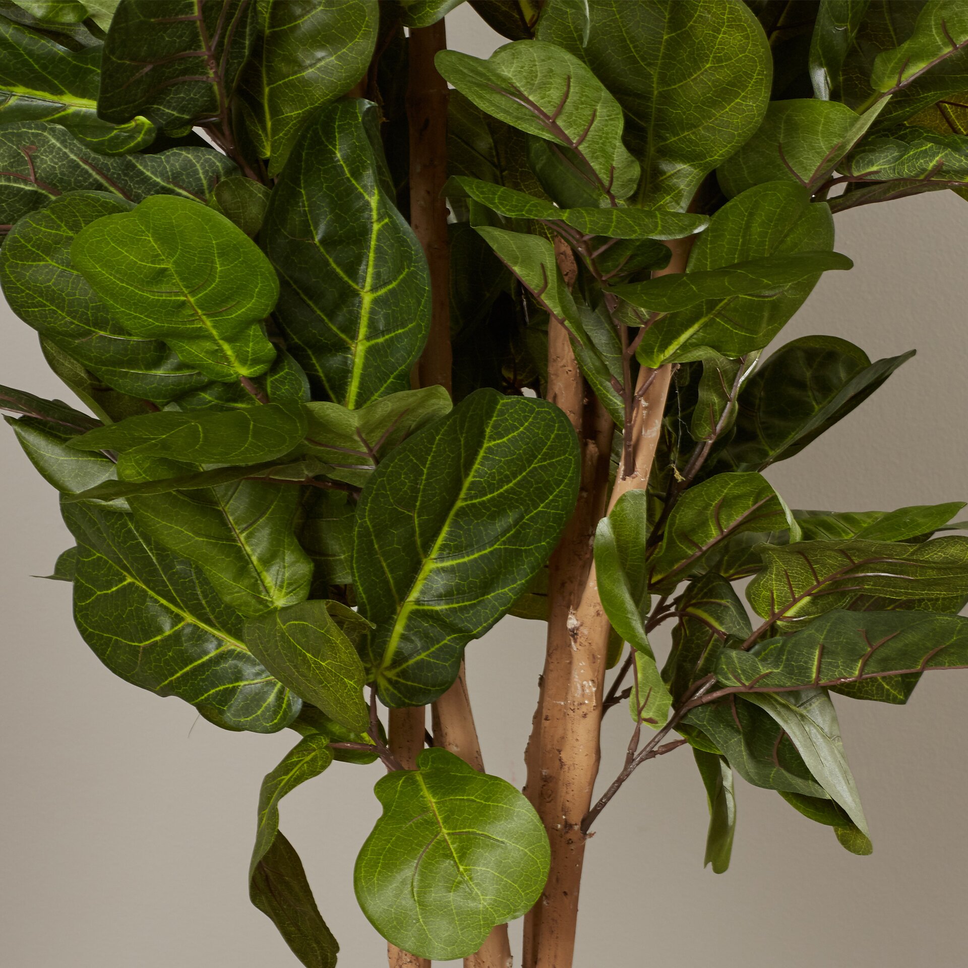 Brayden Studio Fiddle Leaf Fig Tree in Pot & Reviews | Wayfair - Brayden Studio® Fiddle Leaf Fig Tree ...