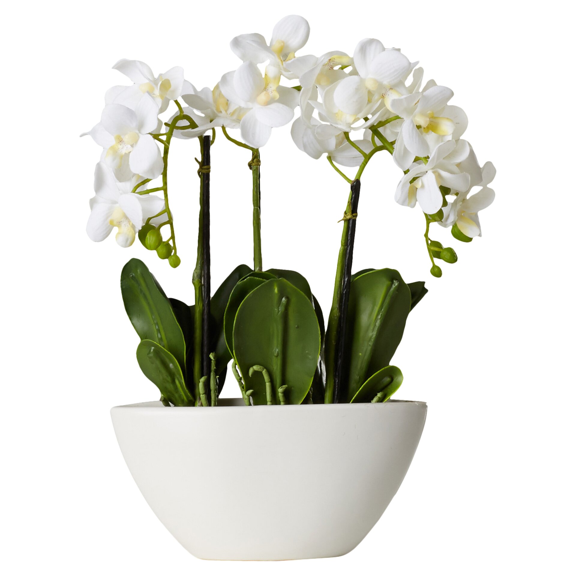 Faux Phalaenopsis Orchid In White Pot And Reviews Joss And Main
