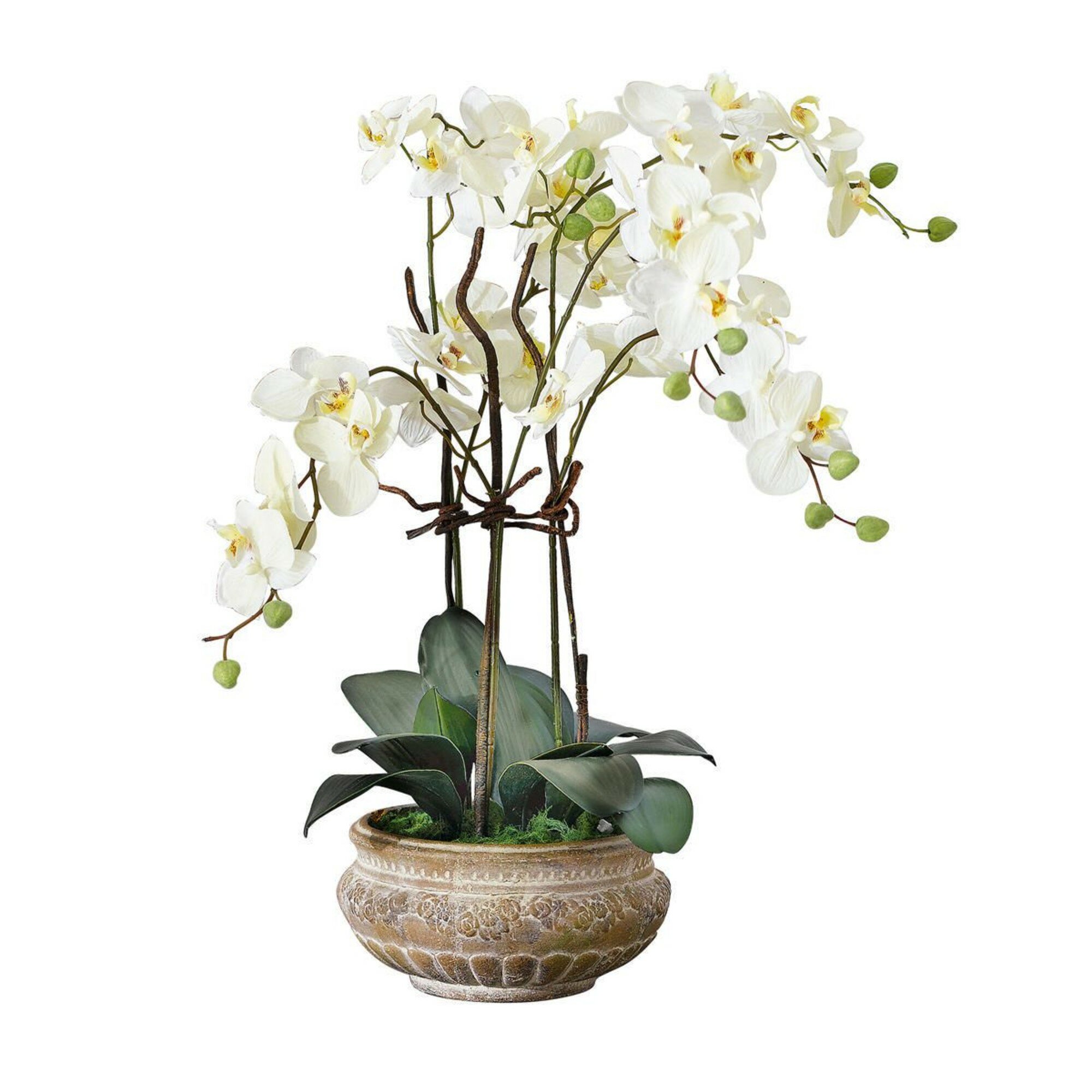 Купить цветы орхидеи в горшке. Фаленопсис Биг Стоун. Орхидея фаленопсис в горшке. Орхидея фаленопсис Silk.